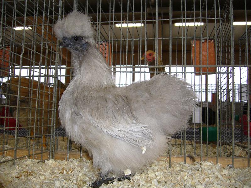 Kreisschau Coesfeld 2008 143.jpg - Zwerg Seidenhühner perlgrau von Bernhard Lenfers-Weil Preis sg 94 Z